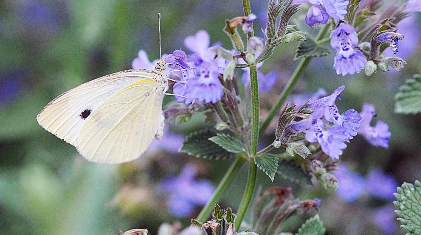 A great year to be a cabbage white butterfly: why are there so many and how  can you protect your crops?