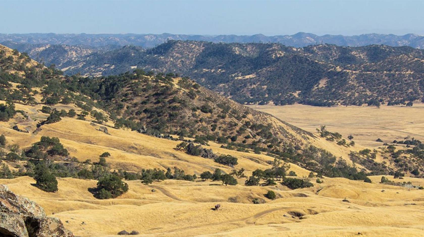 A view of yellow hills and dry trees in the Central Valley