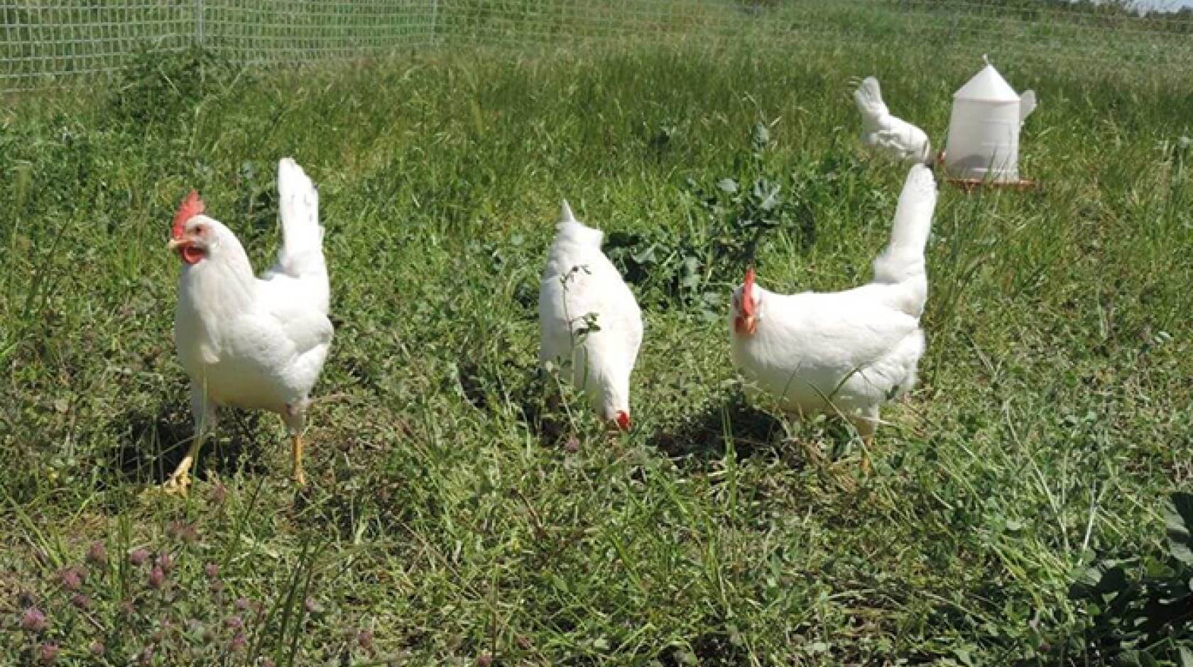 How American Farmers Raise Millions Of Poultry In The Pasture - Chicken  Farming 