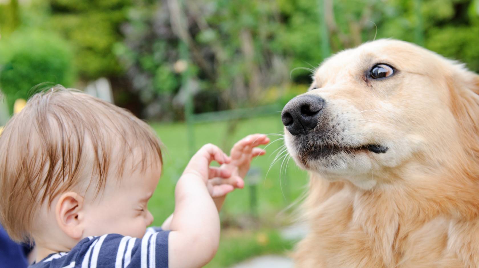 Do Dogs Understand Death Reddit