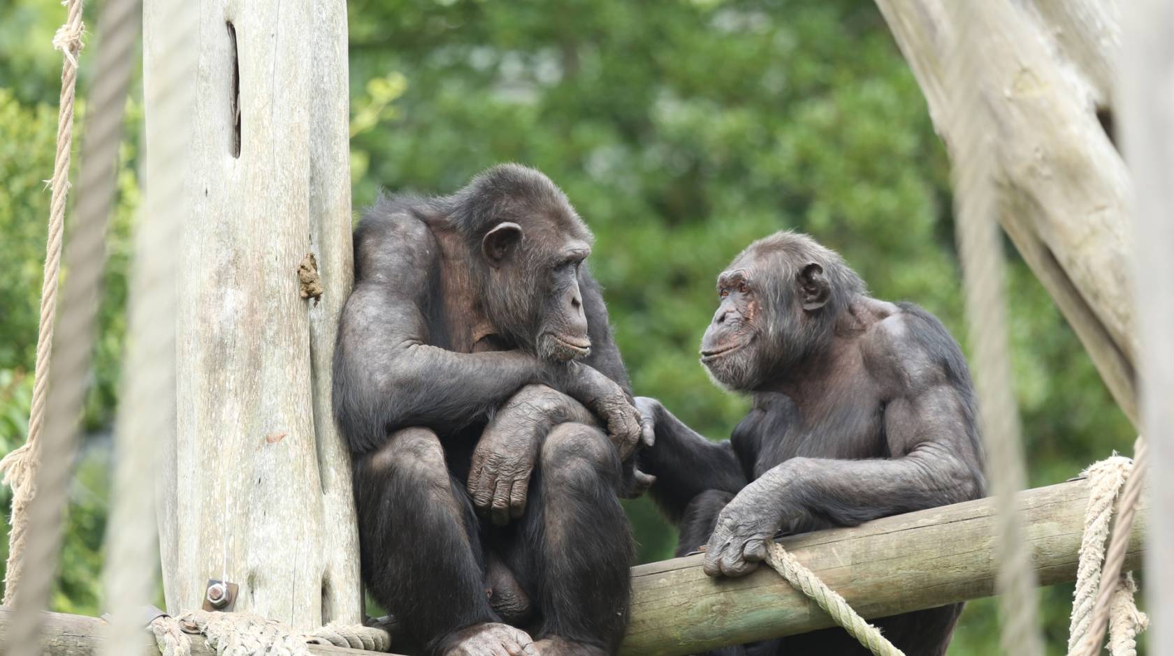 Two chimpanzees sit in tree branches. The one on the right is holding the hand of the one on the left, and they're looking at each other and seem to be smiling. 