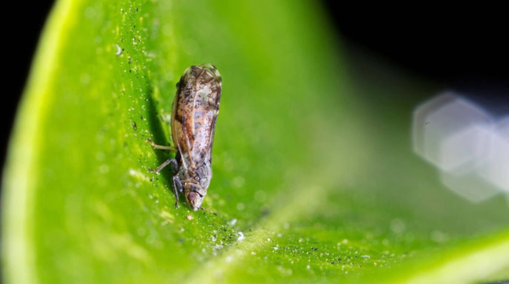 Citrus greening disease studied by UC Riverside