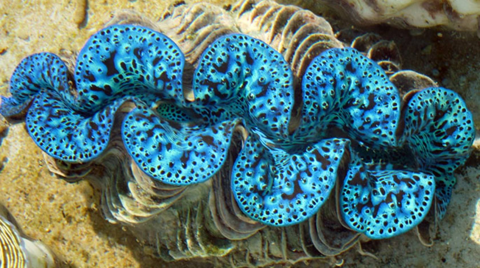 Giant clam on sale