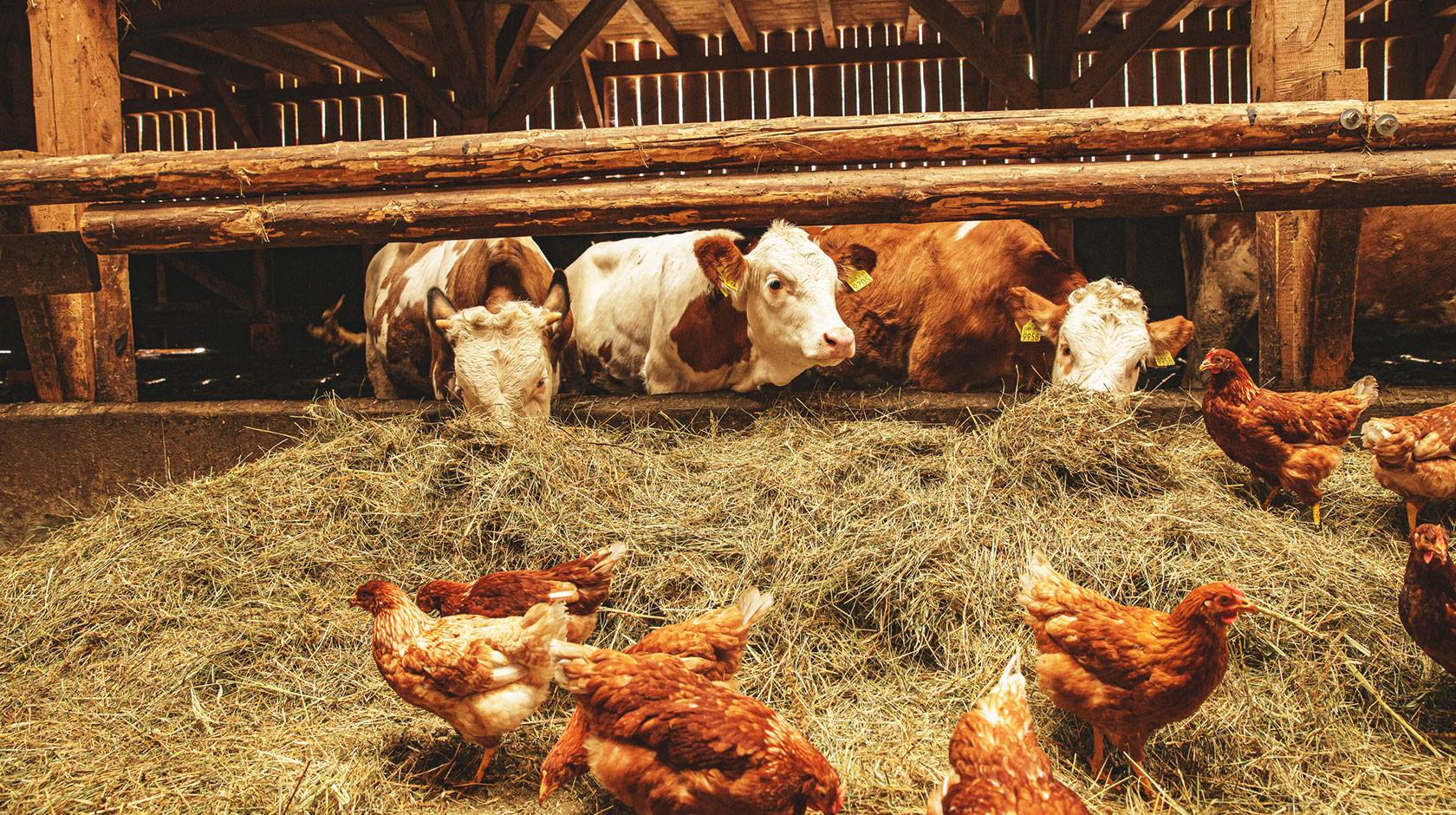 Cows and chickens in a barn