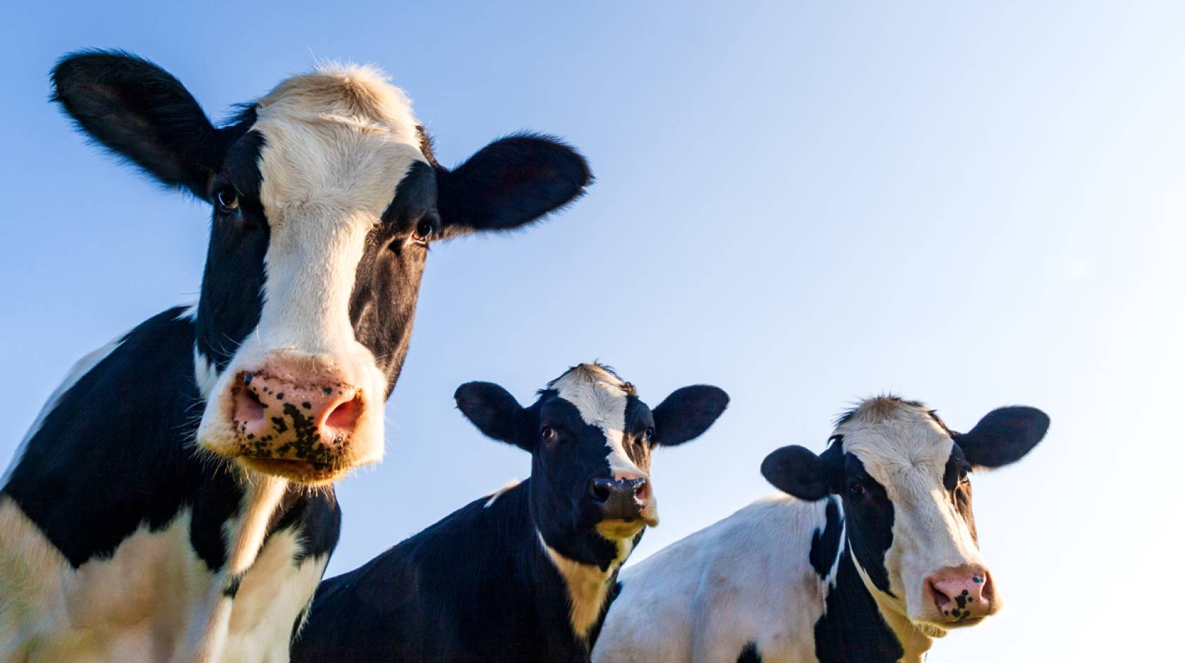 Three Holstein cows look at the camera