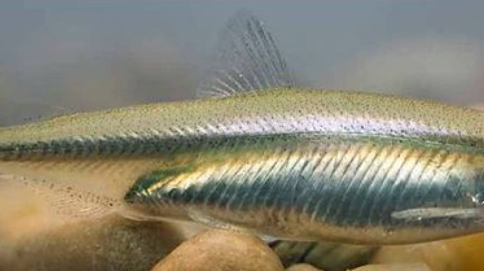 Delta smelt