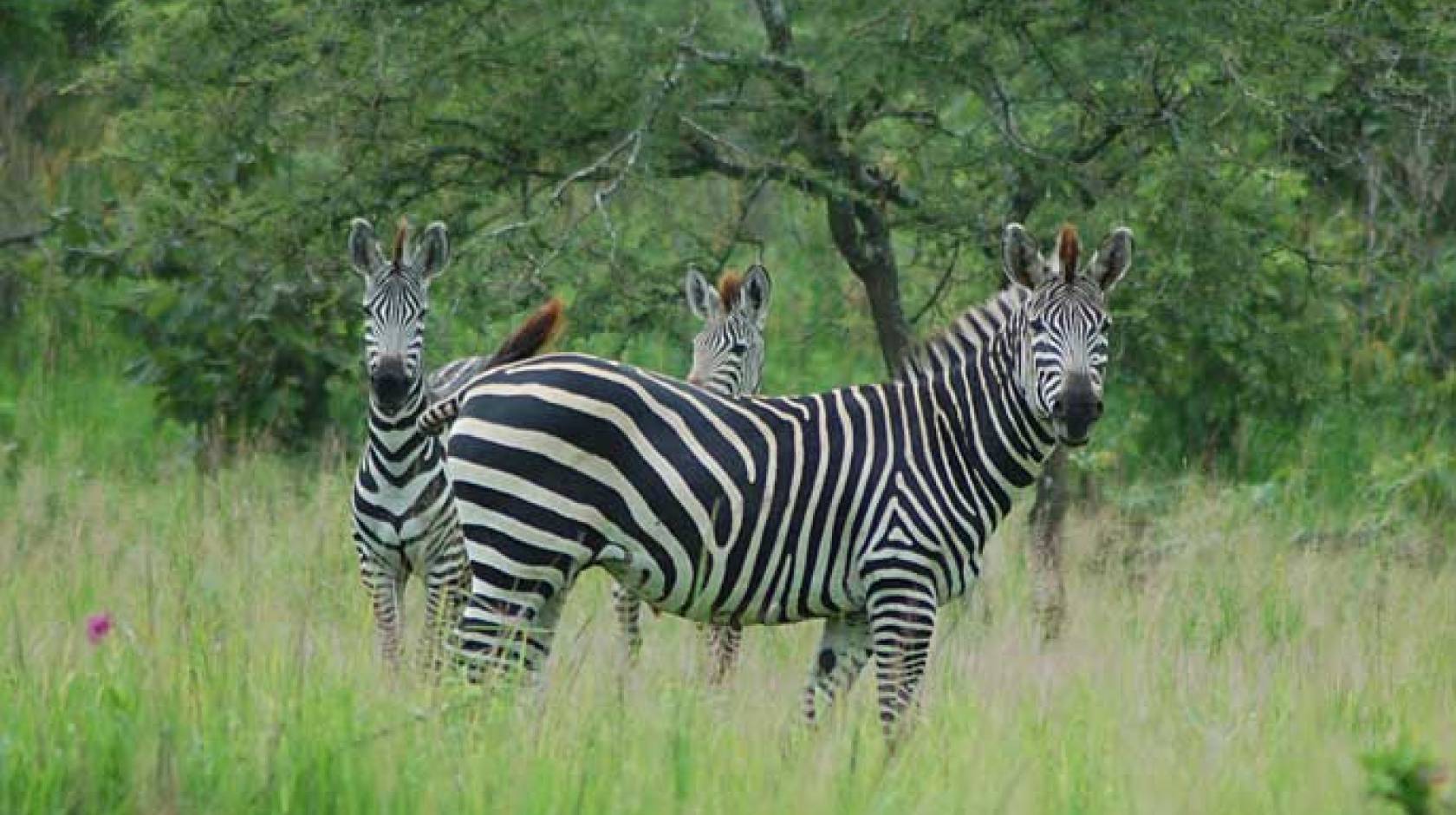 Why zebras have black and white stripes