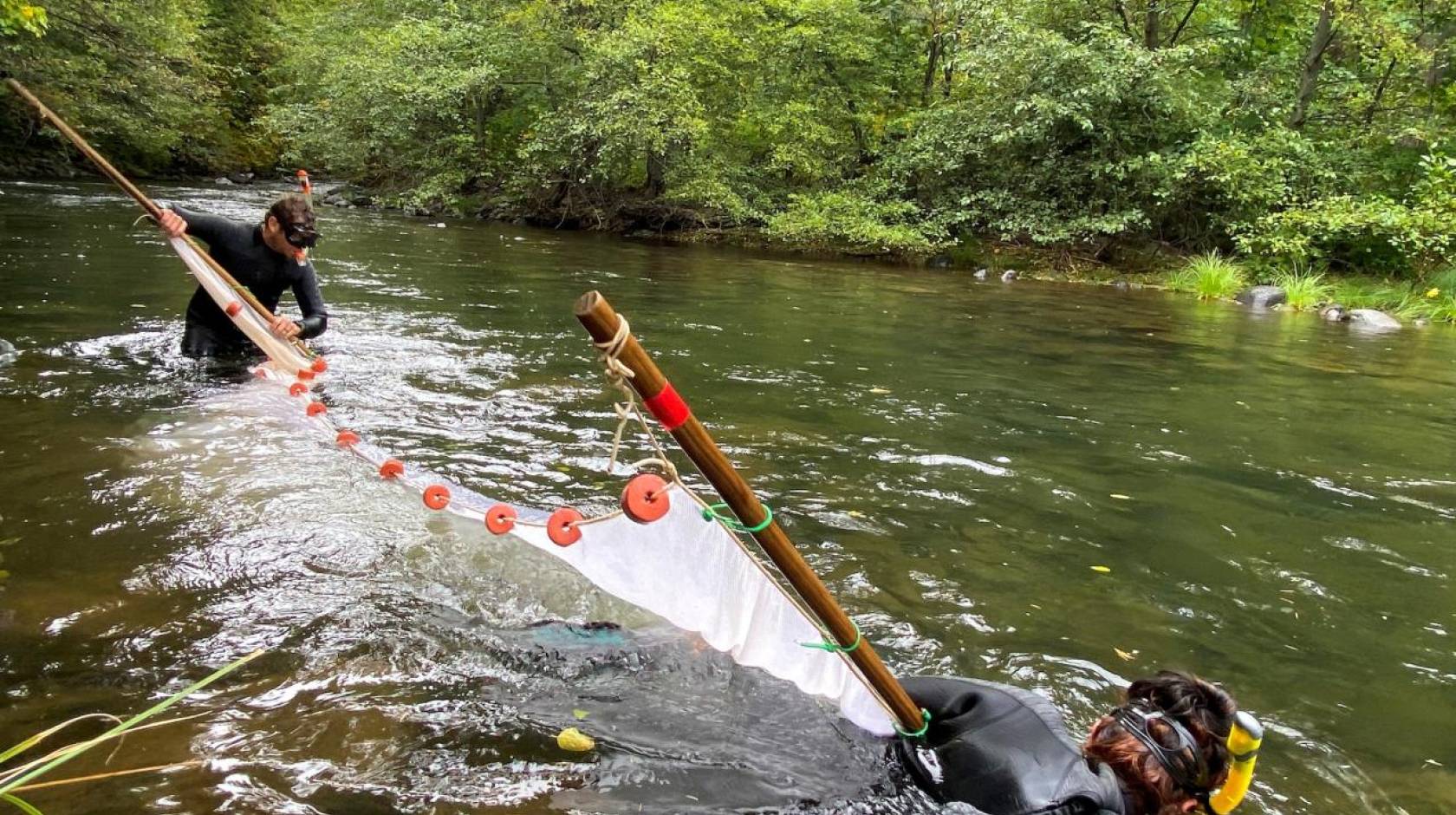 Two men in snorkels and wet suits extend a net in a creek