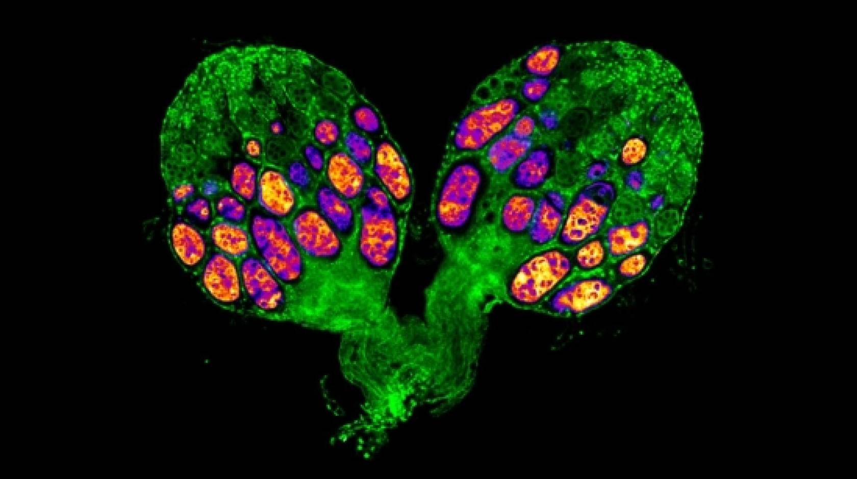 Image of an ovary from a diapausing fruit fly showing arrested egg development.