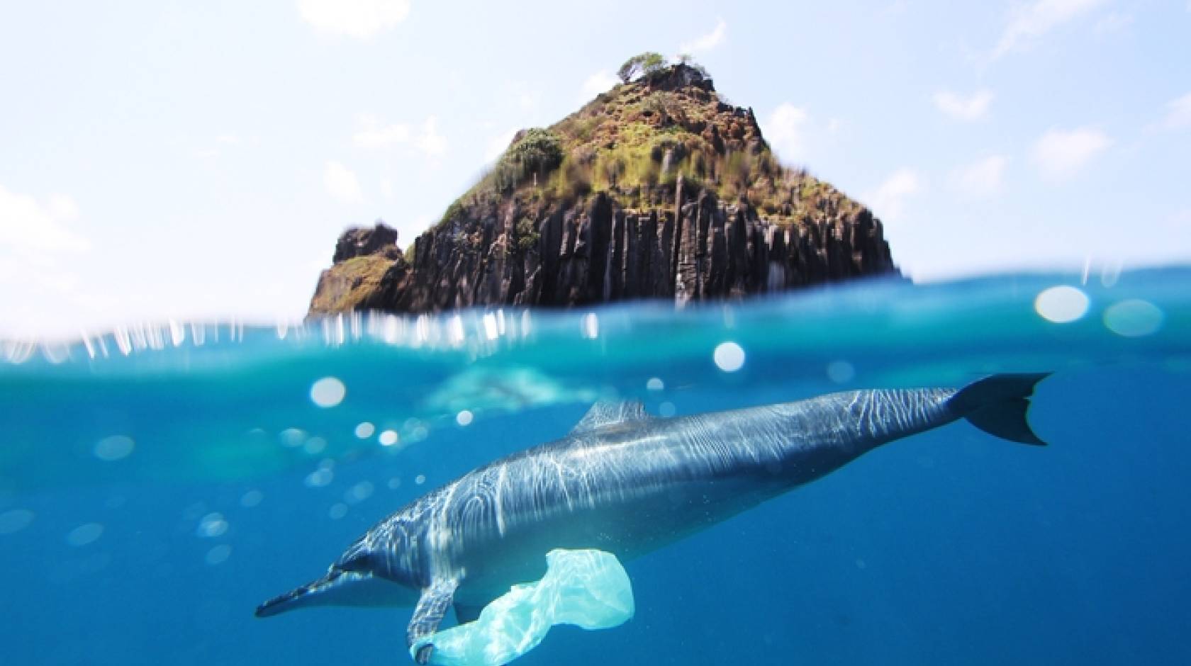 A photo shows an island on the top half, and under the water, a dolphin swimming with a bag on its fin