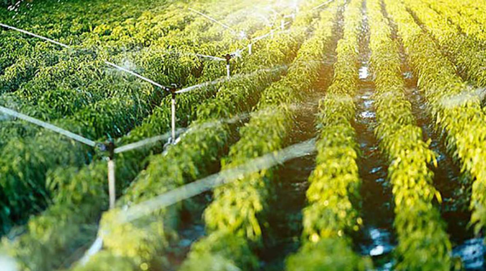 Crop field being irrigated