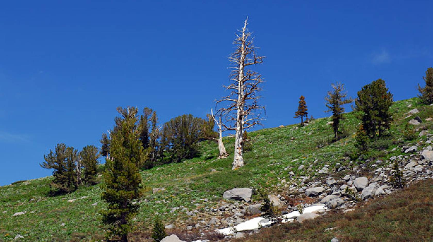 dying tree (iStock)