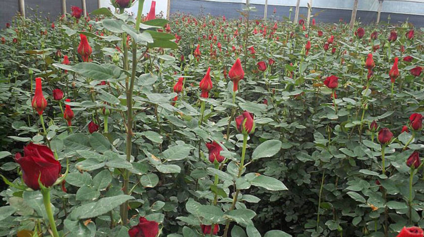 Ecuadorian Rose Stem