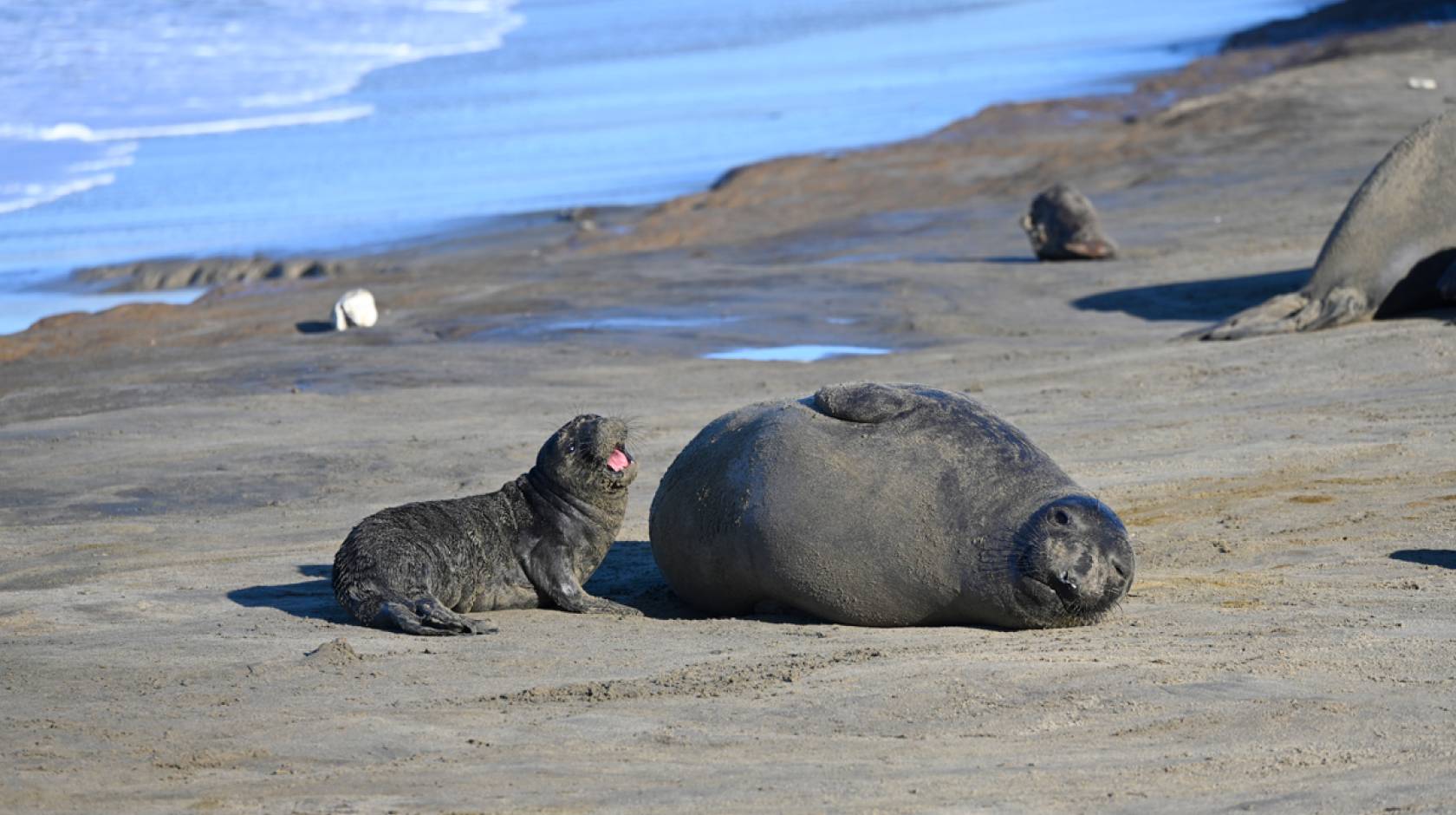 Elephant seals map sense tells them when to head home