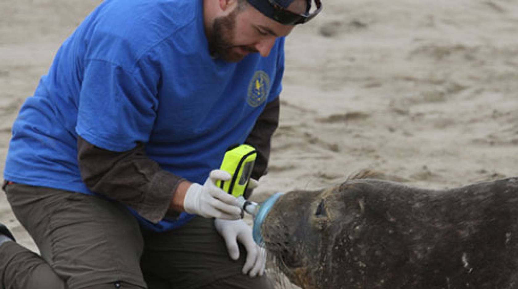 UC San Diego elephant seals 