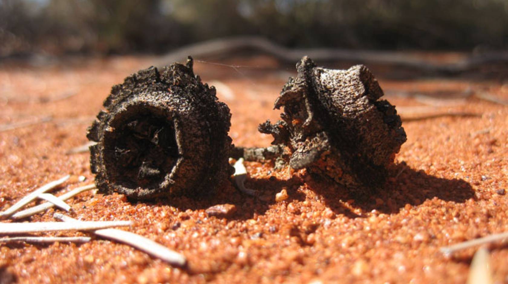 Australian eucalypts are under threat from climate change