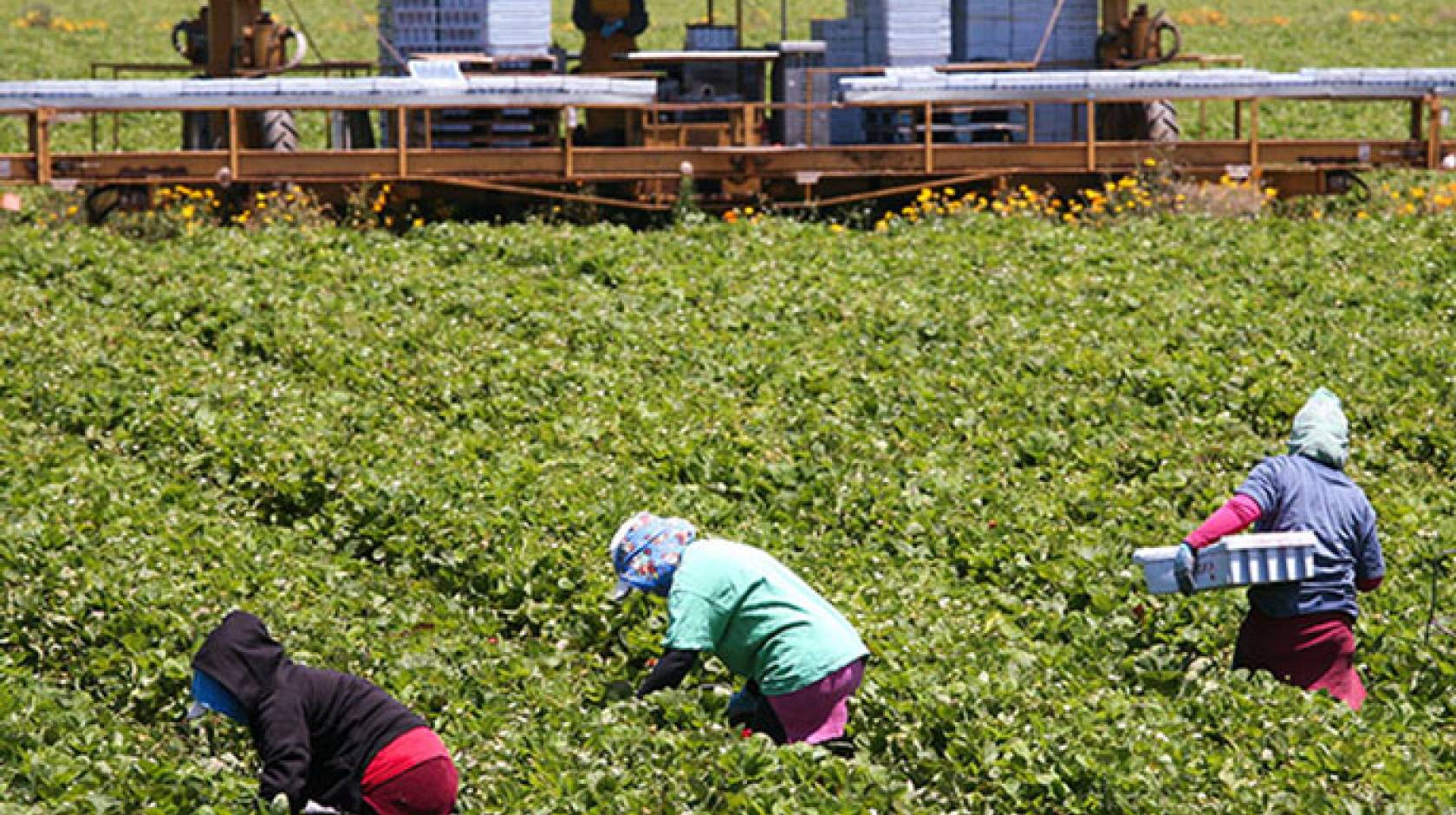 Farmworkers in the field