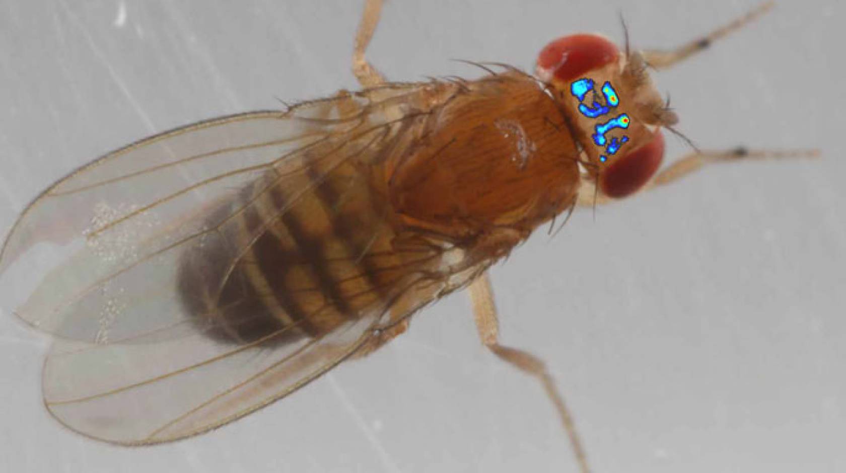 Fruit fly brain heatmap UC San Diego