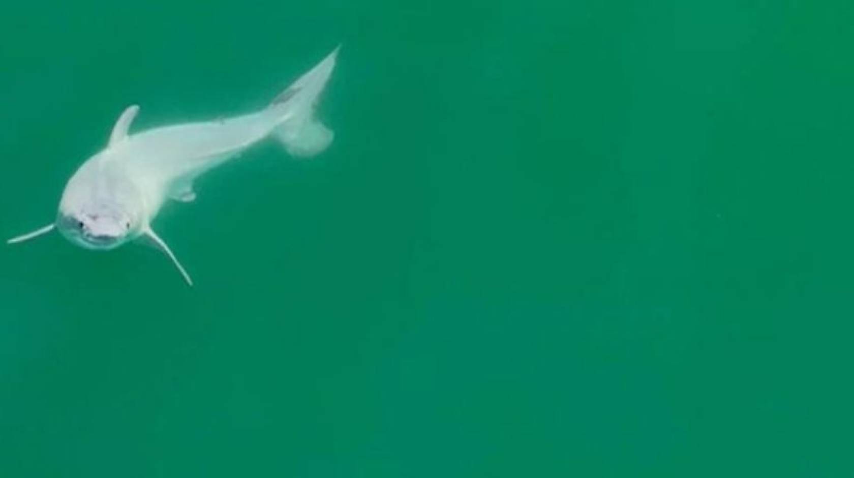 First-ever sighting of a live newborn great white