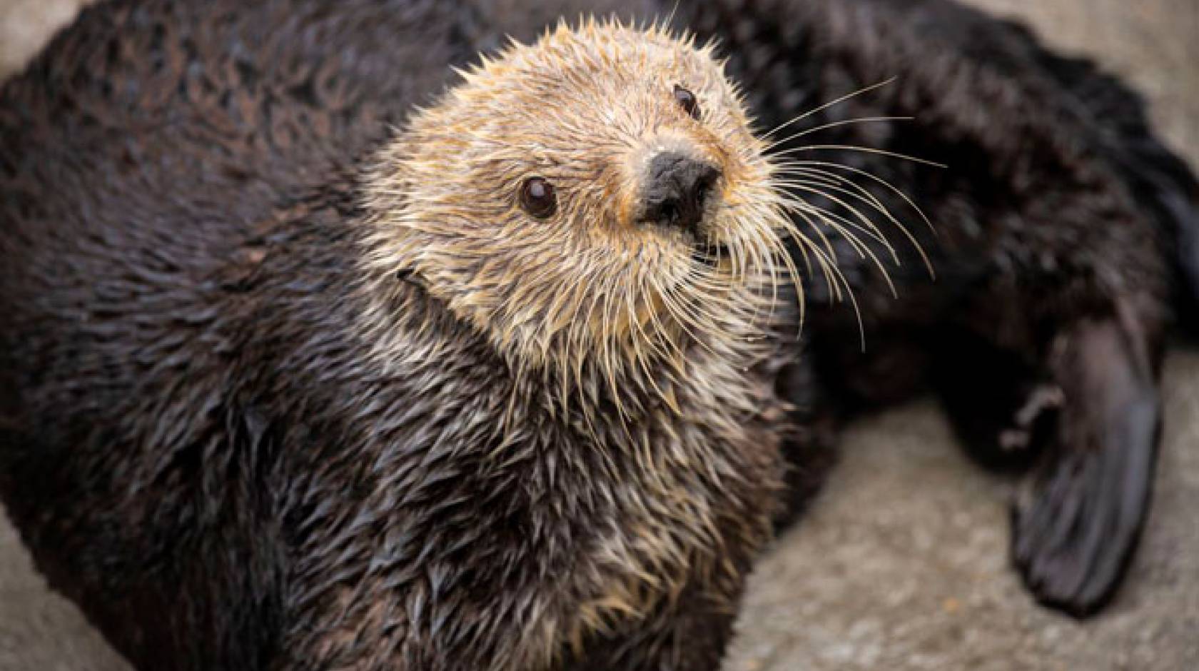 Sea otters' low genetic diversity could spell trouble