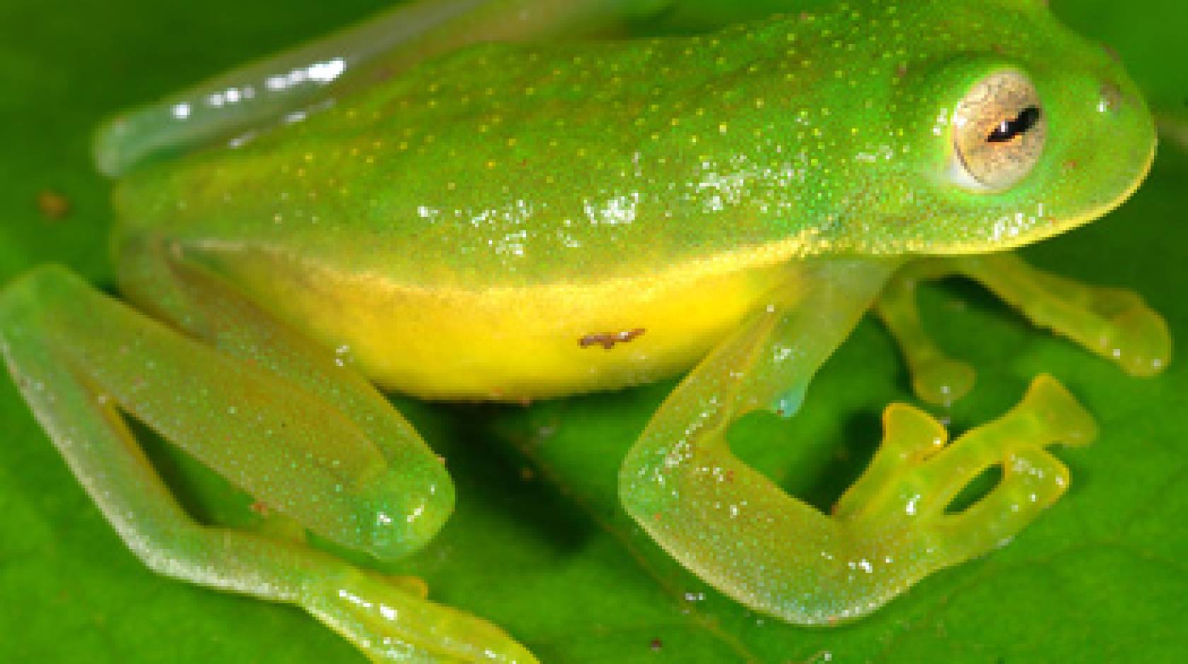 Despite global amphibian decline, number of known species soars