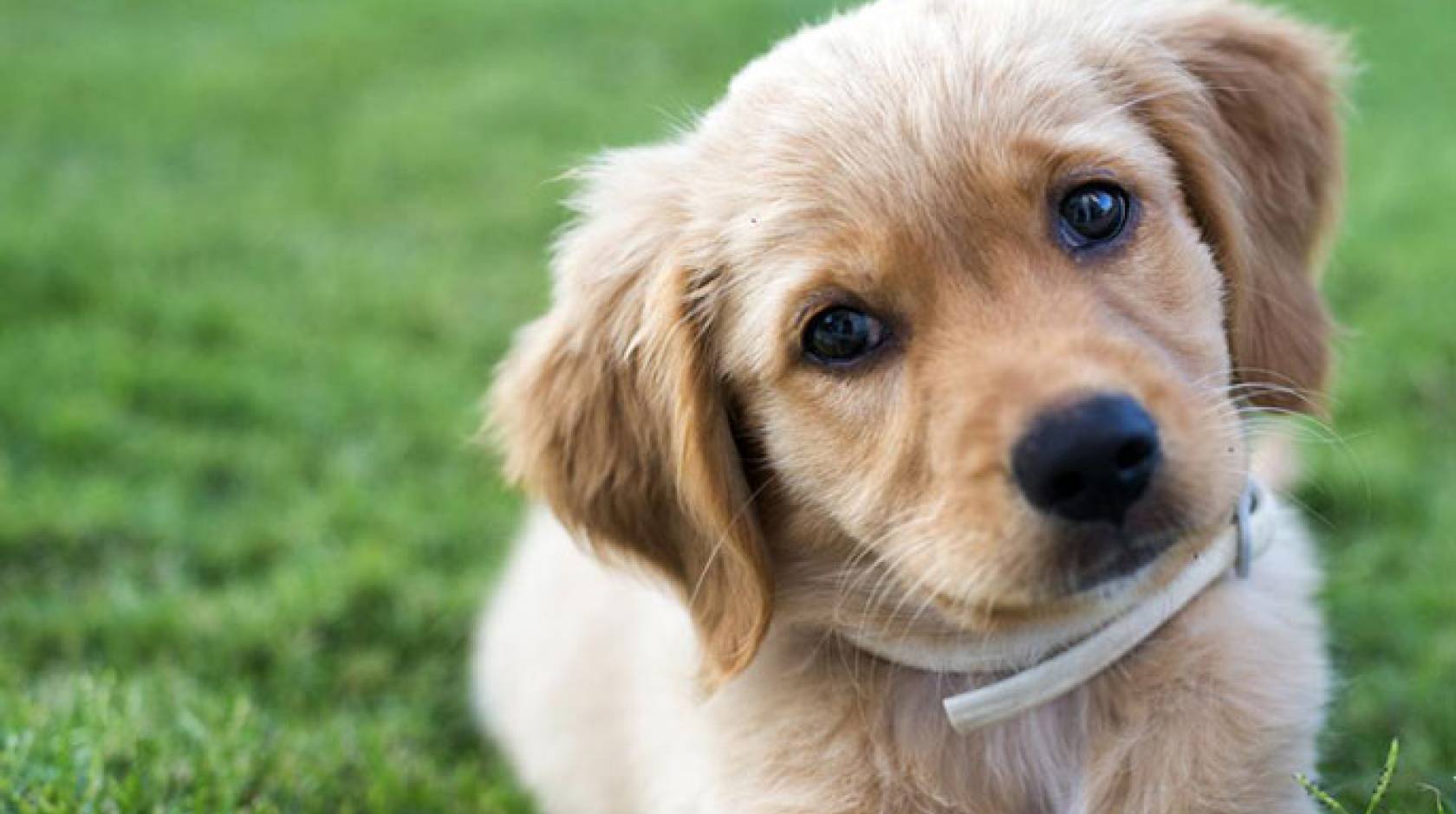 Golden retriever puppy looking winsomely at the camera