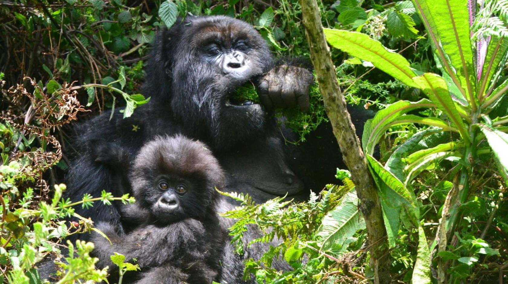 Gorilla mom and infant in the forest. Mom is eating