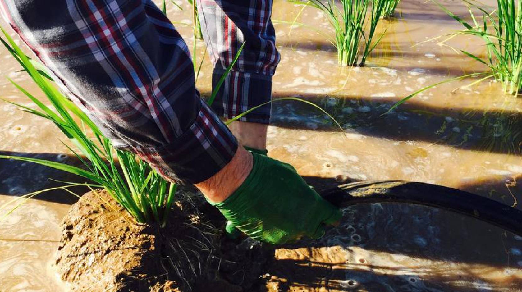 Someone gripping rice in a rice paddy