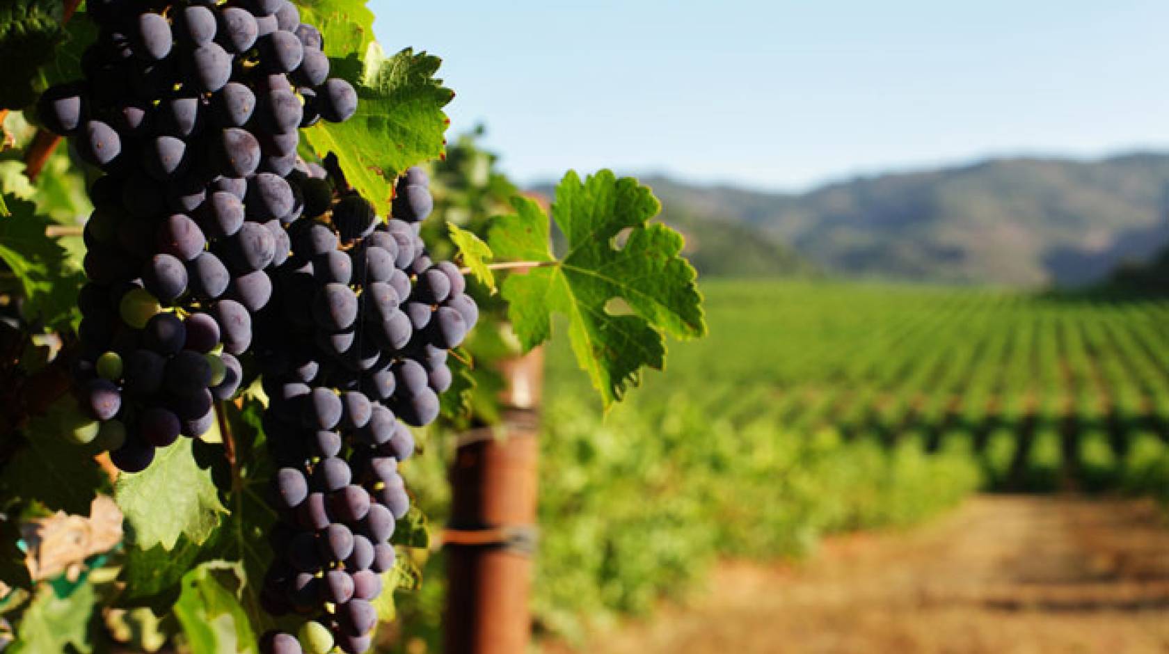 Grapes in a vineyard