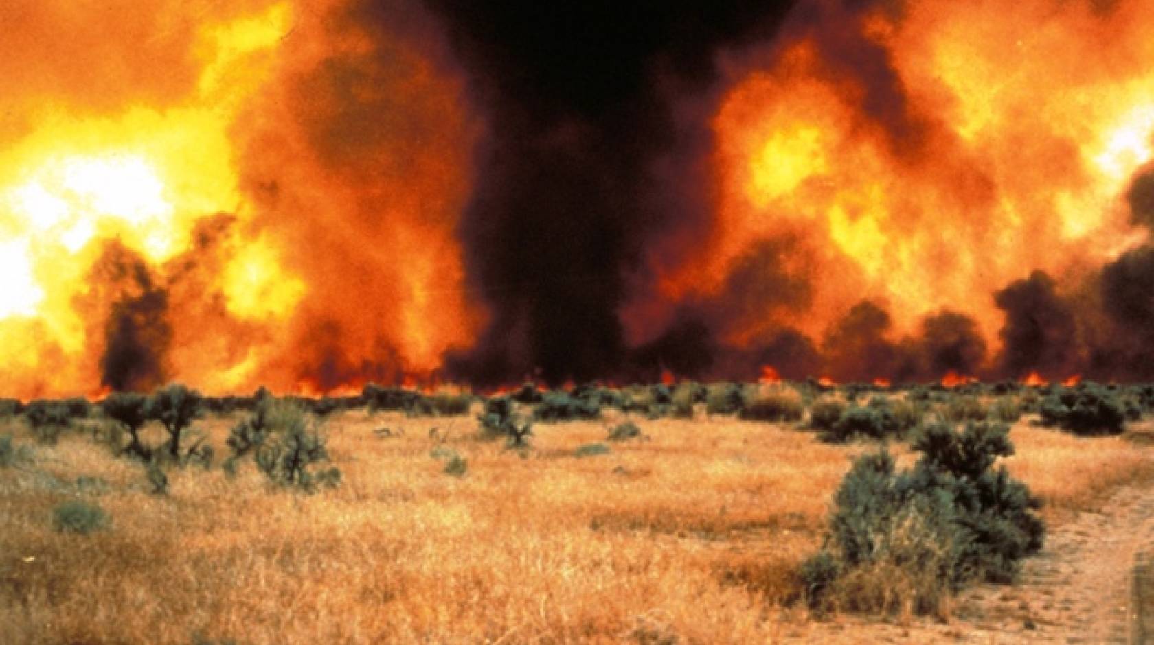 Invasive grass fuels increased fire activity | University of California