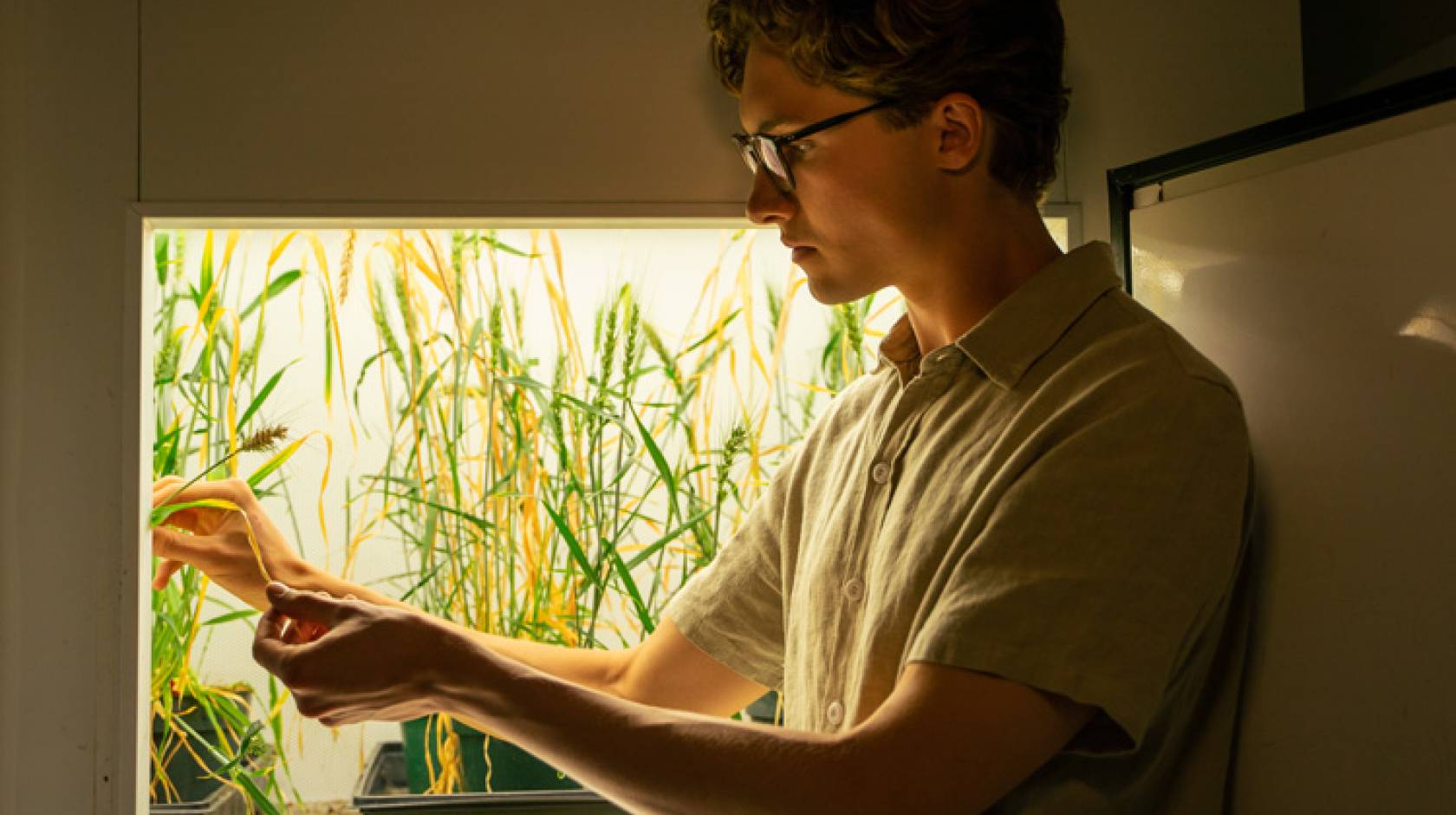 Evan Groover examines a rice plant growing in a brightly lit box