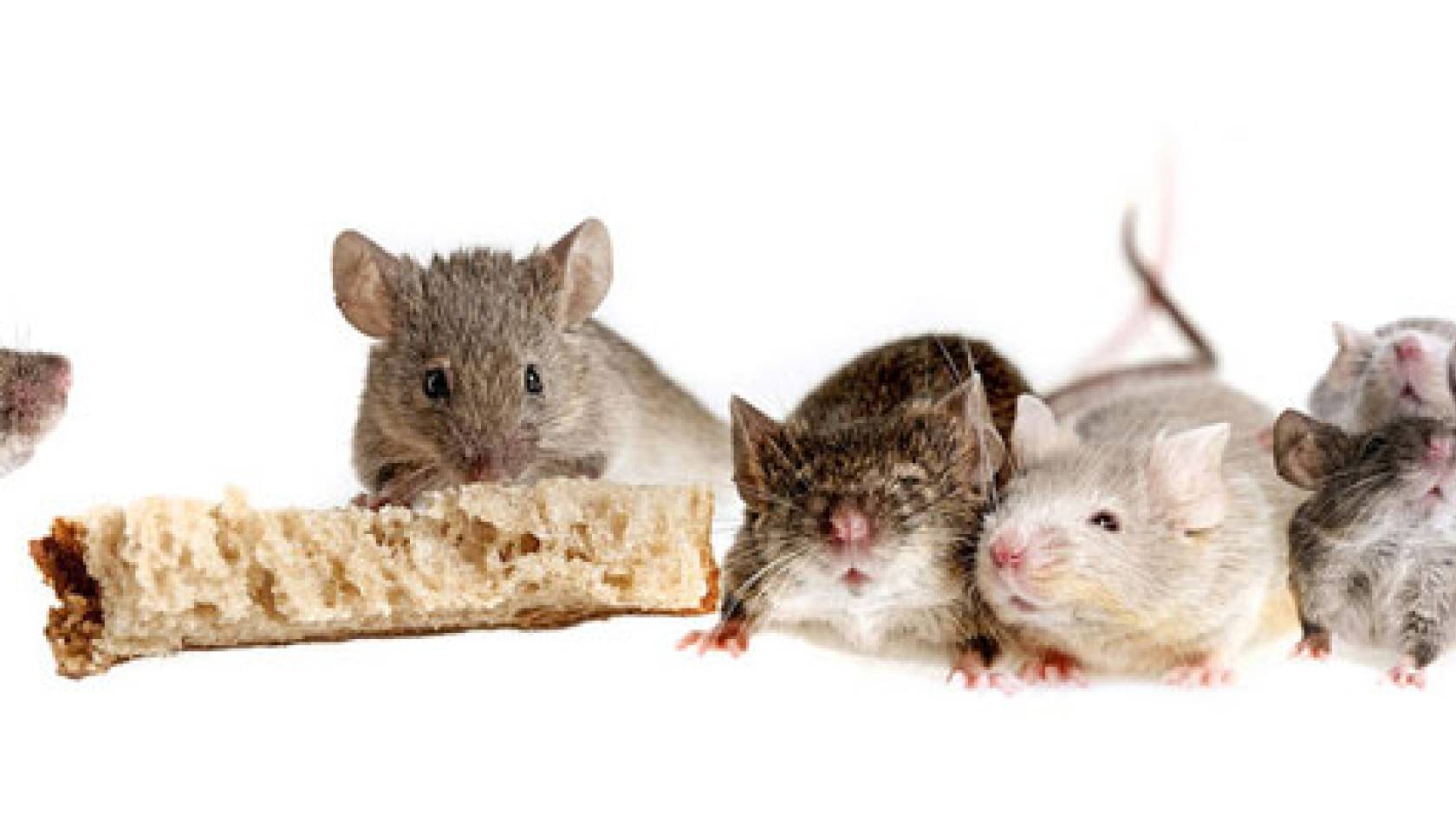 A row of content mice