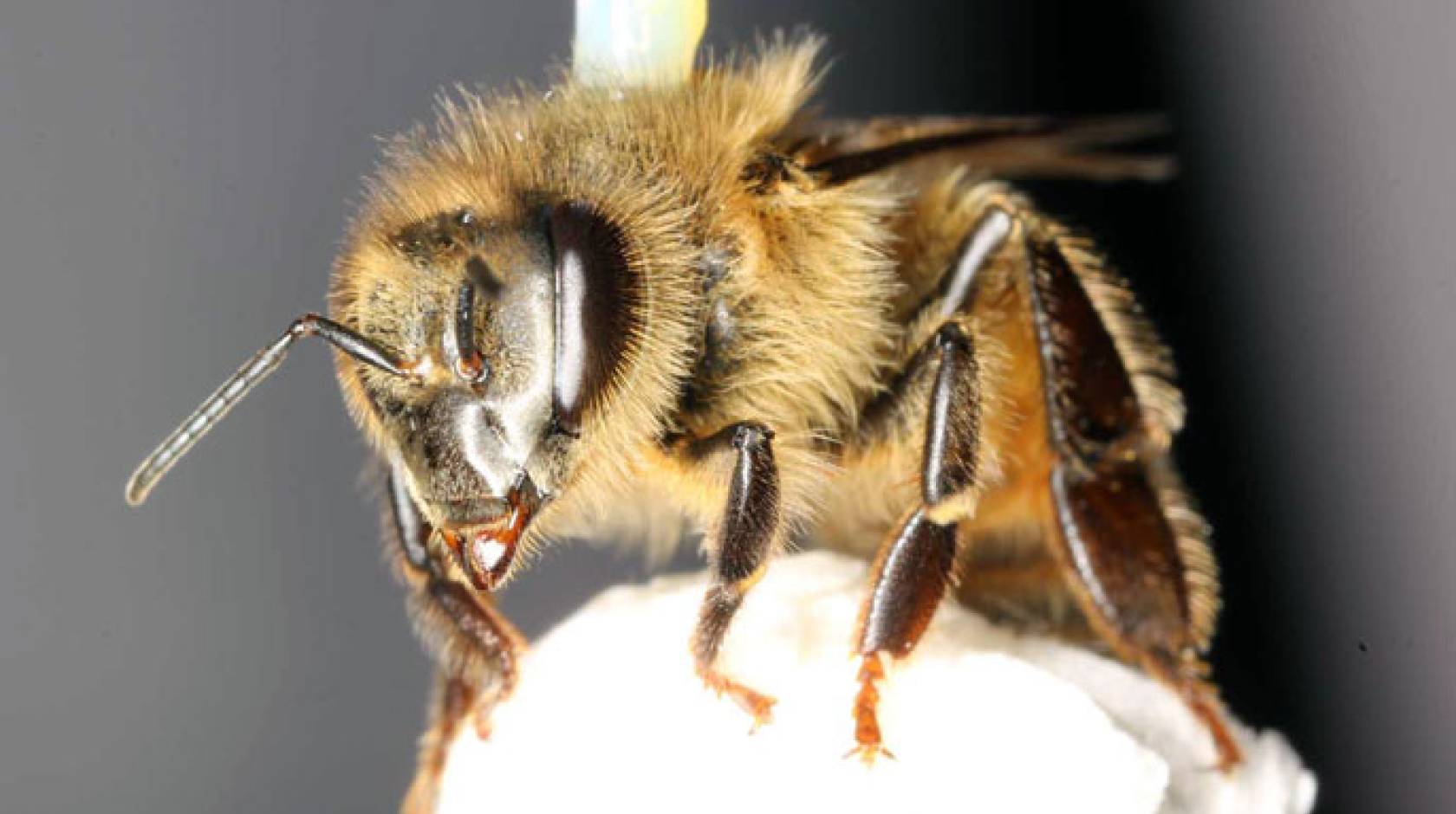 New Research Suggests Bees Are Sentient