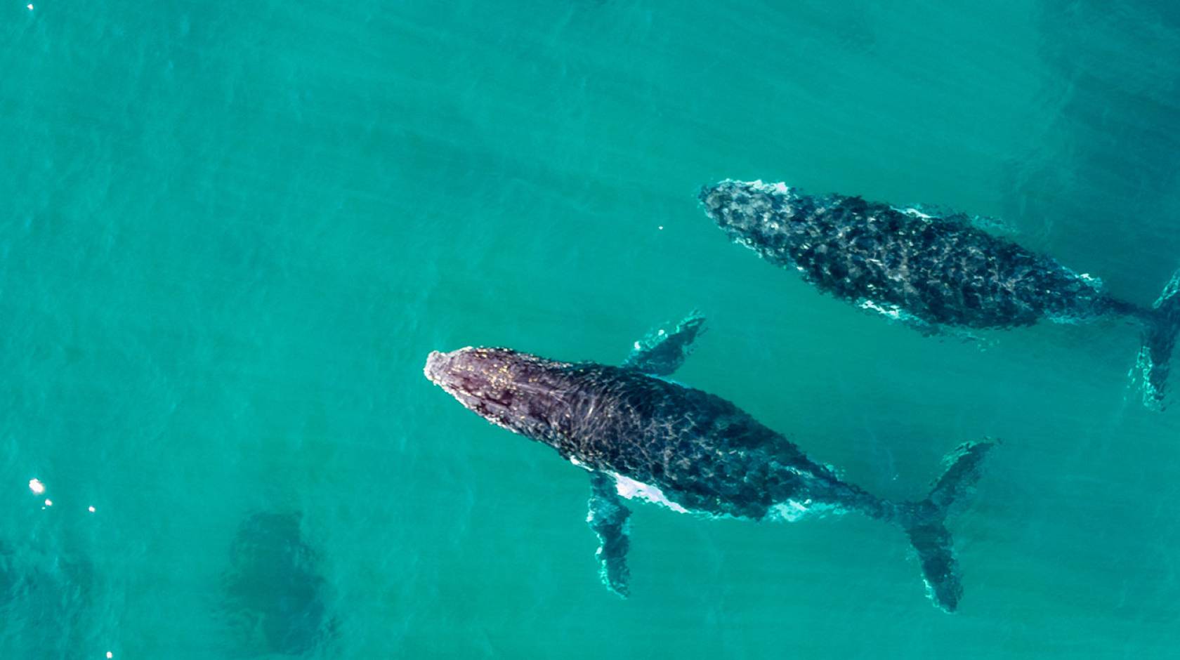 Two humpback whales swim through teal water, photographed from above