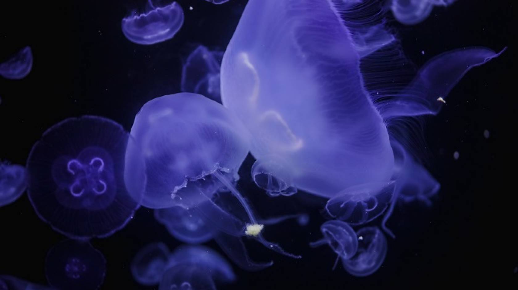 Moon jellyfish