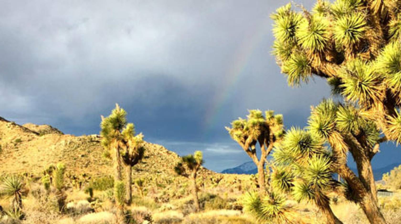 Joshua Tree National Park with a rainbow