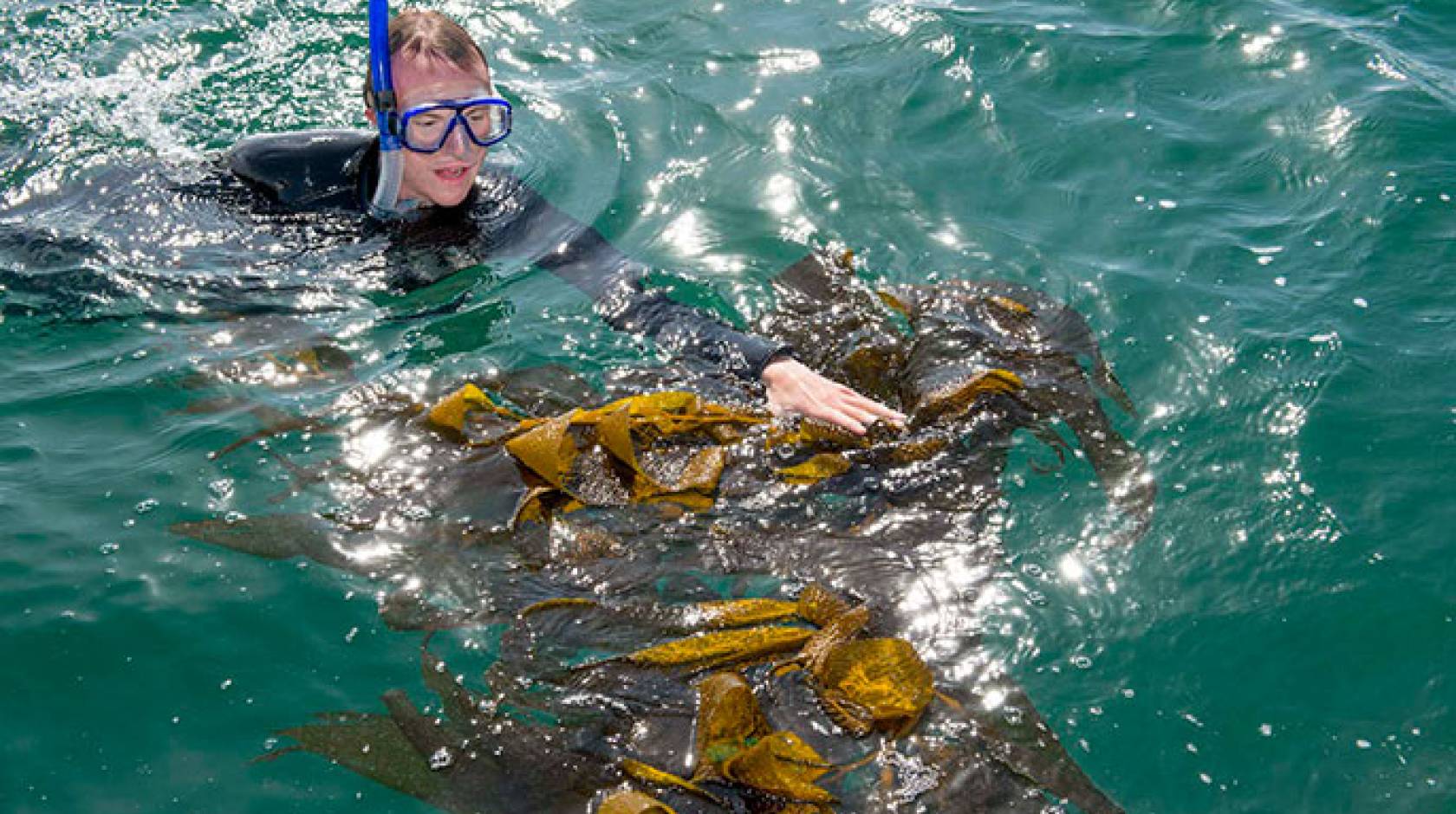 Could Giant Sea Kelp Be the Next Biofuel Source? | HowStuffWorks