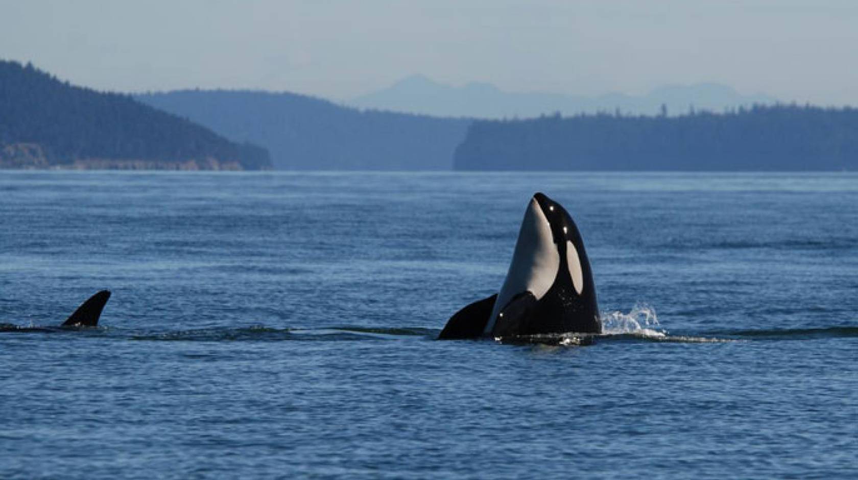 Killer whale UC Davis