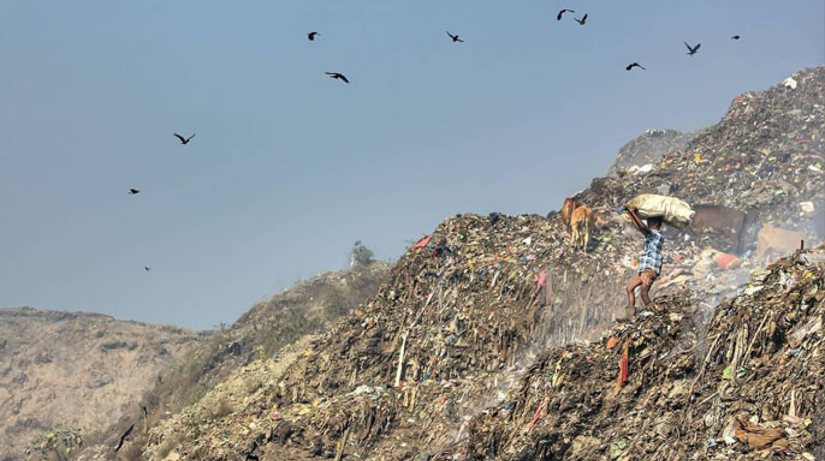 Person in landfill with birds flying over