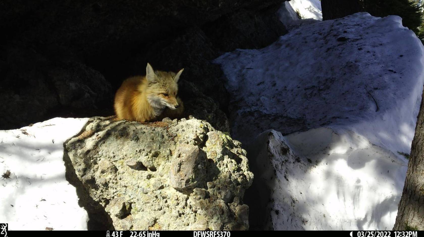 Wildlife camera footage of a red fox resting on a rock, surrounded by snow below