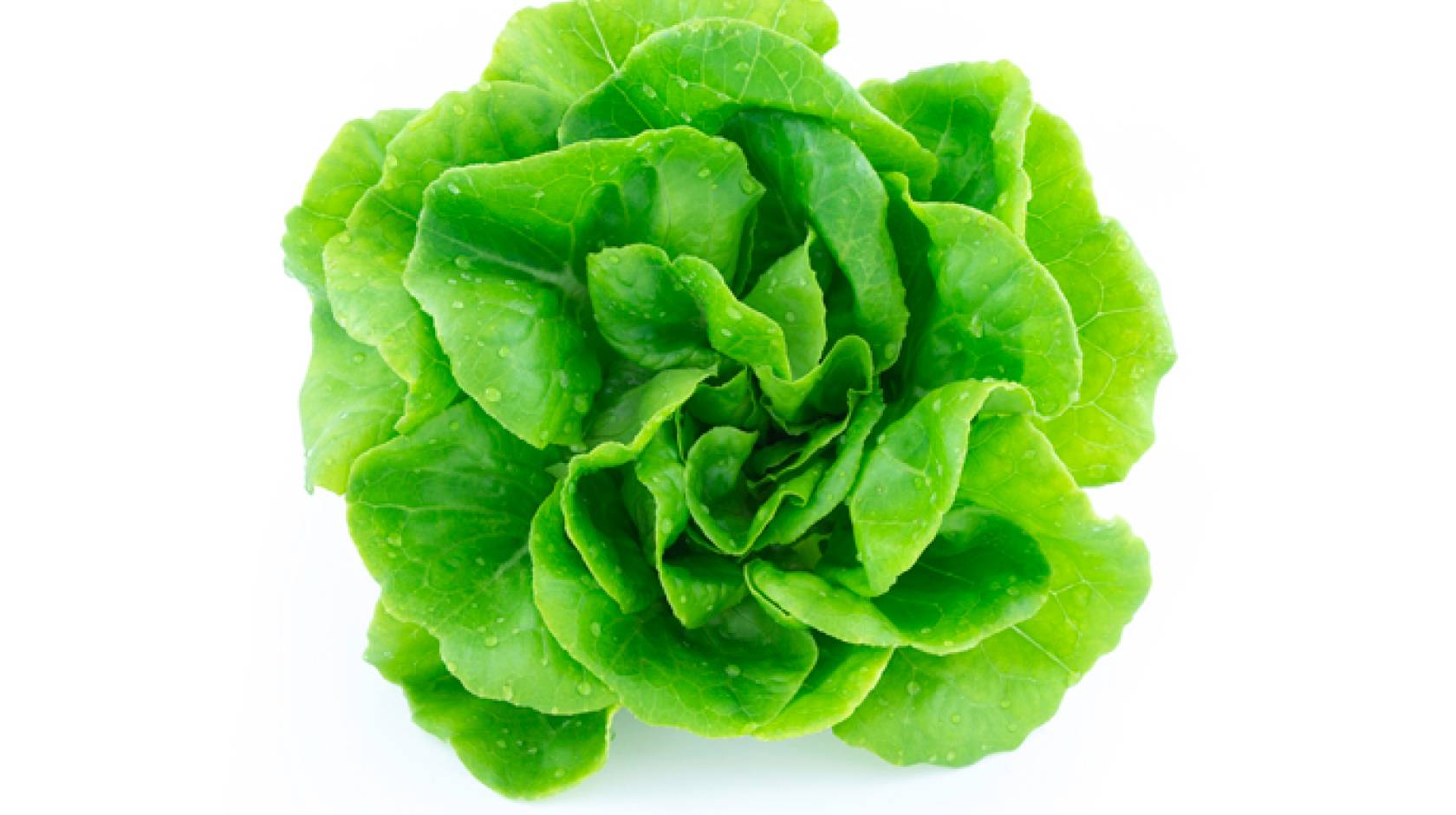 Lettuce on white background