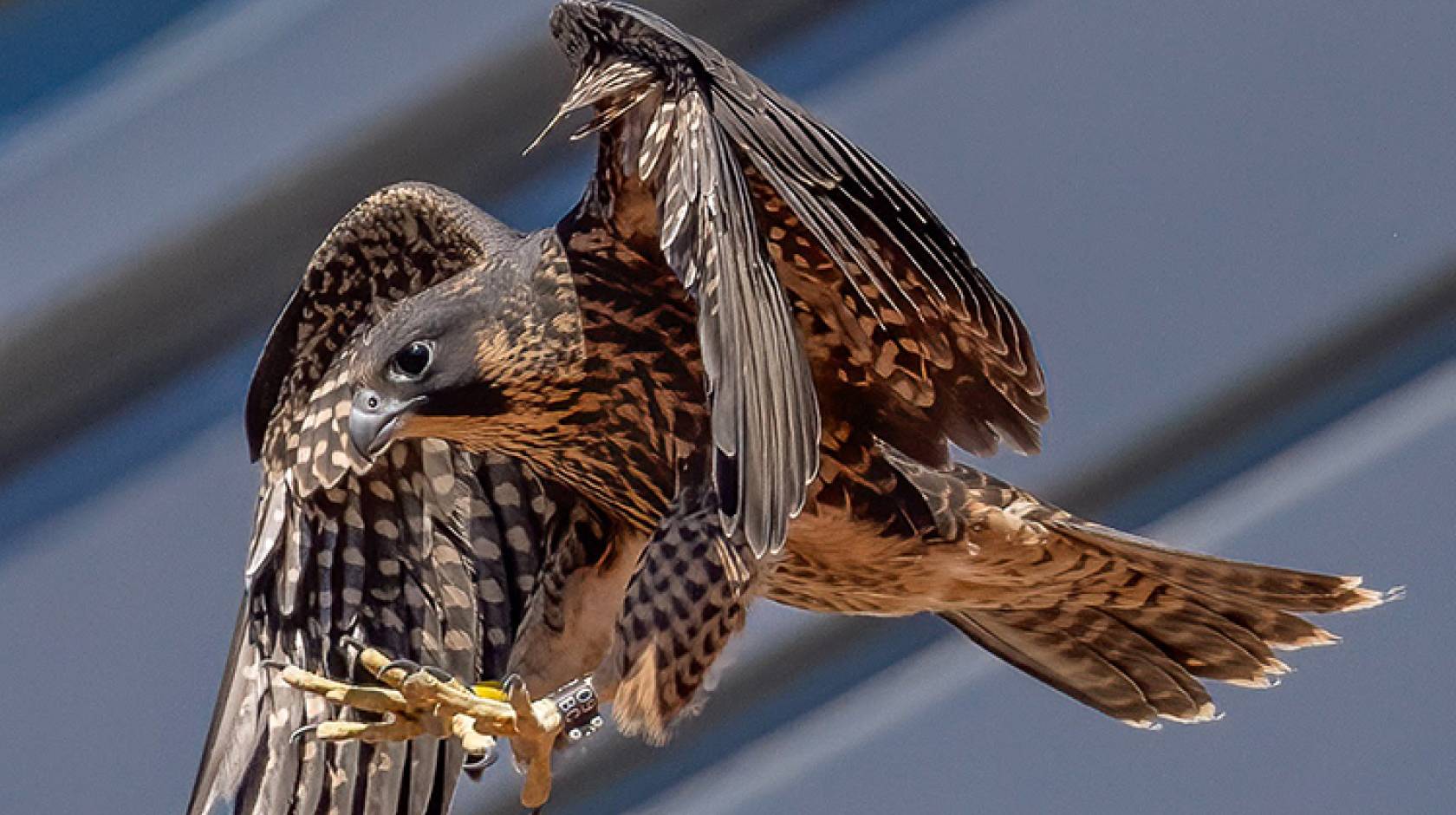 Stunning photos show young UC Berkeley falcons learning to fly | University  of California