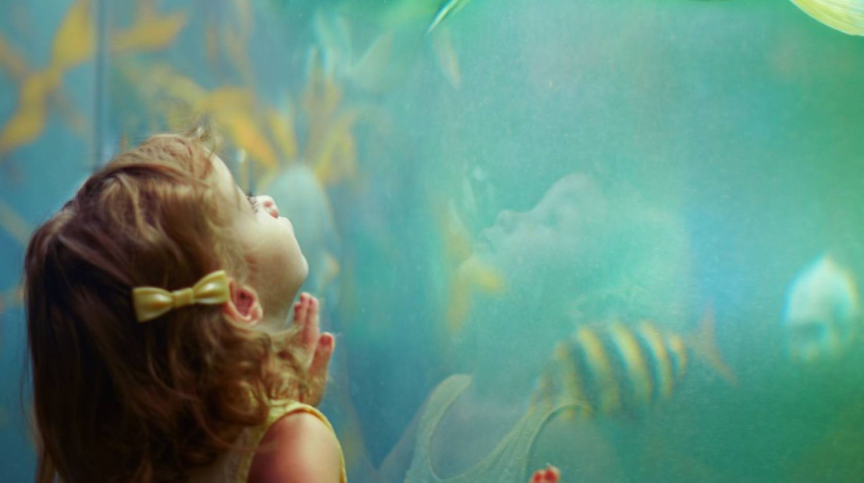 Child looking at fish in an aquarium