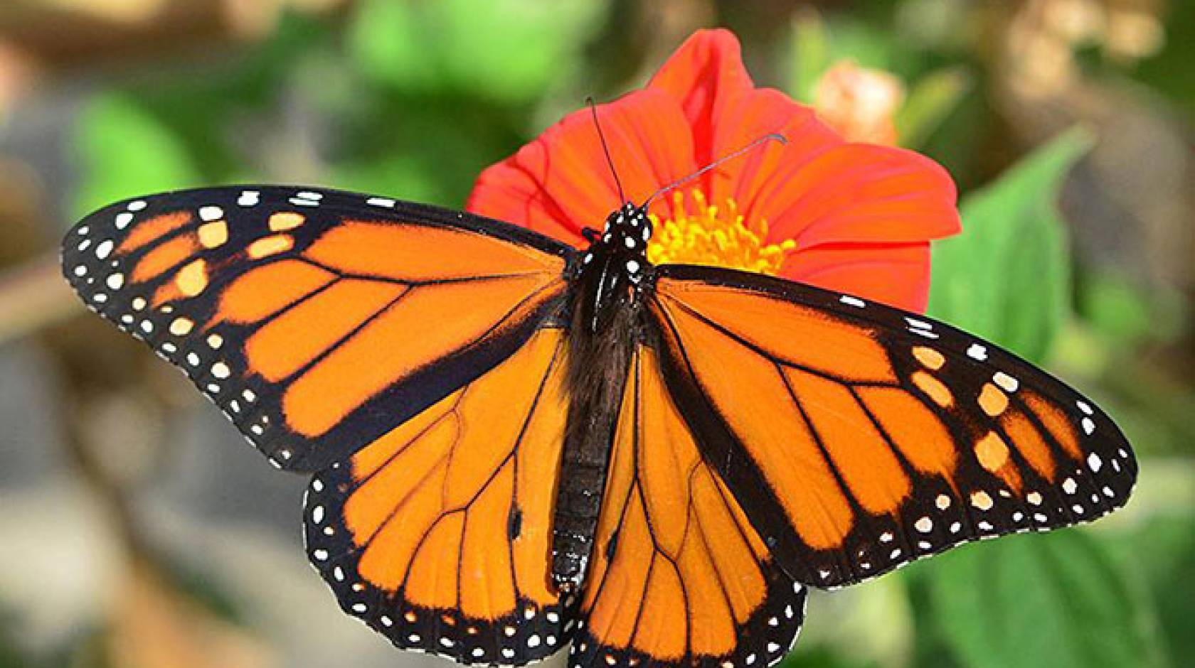 Monarchs' wings yield clues to their birthplaces