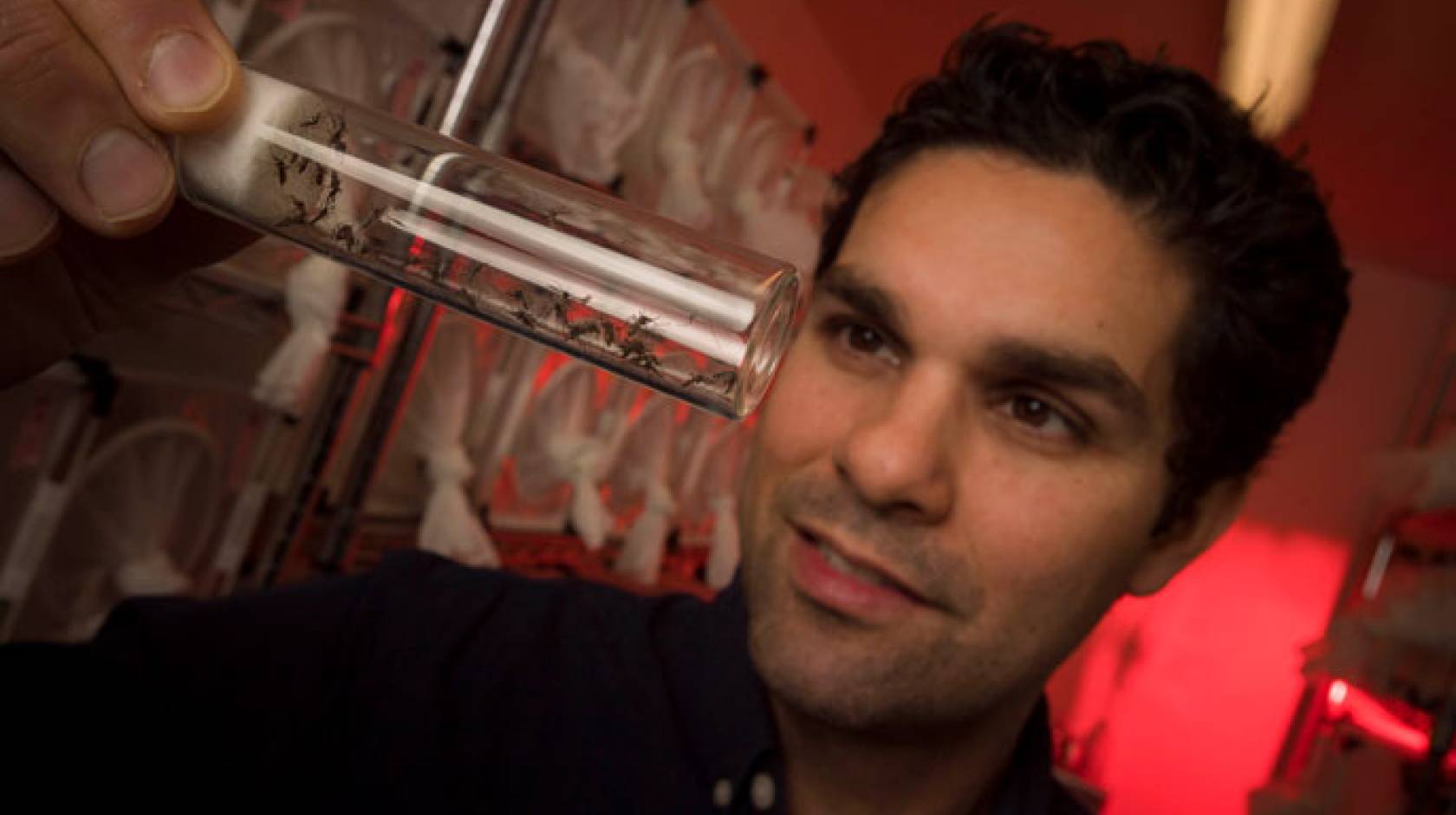 Mosquitoes in a tube held up by a researcher