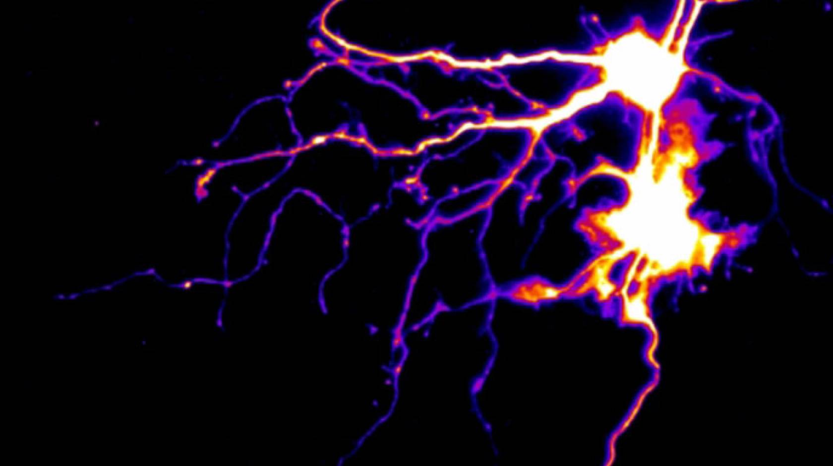 UC Santa Barbara neuron