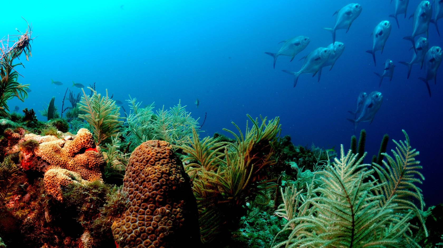 Fish swimming from a reef