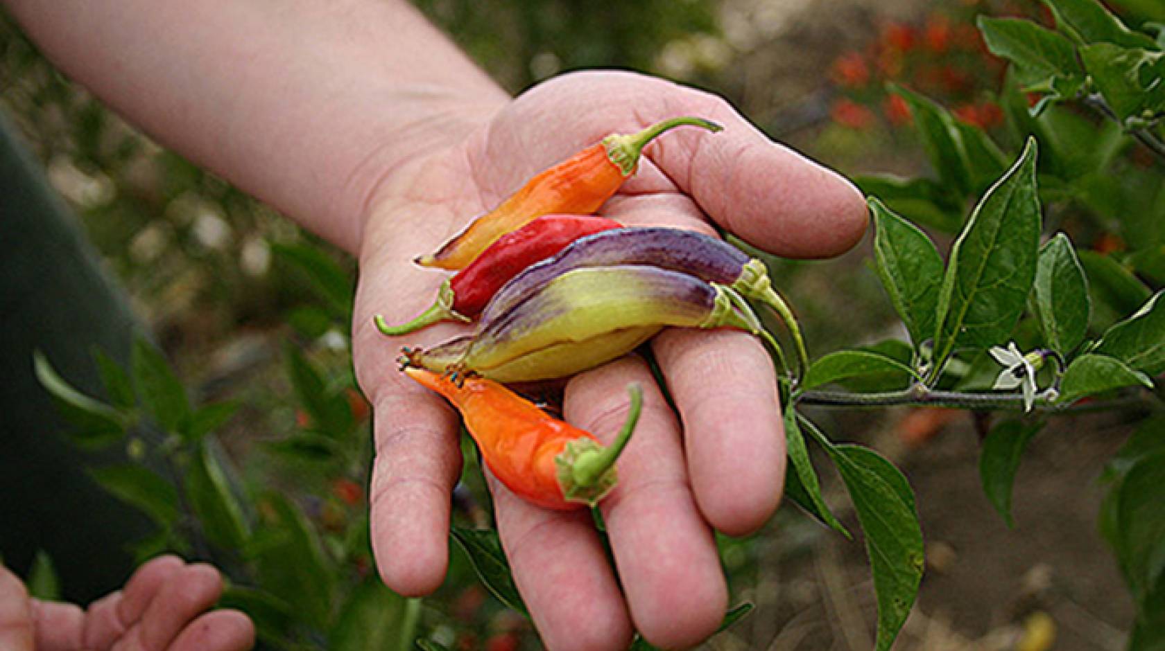Breeding of diverse varieties like these peppers, bred at the Student Farm at UC Davis, is increasingly important for organic growers.