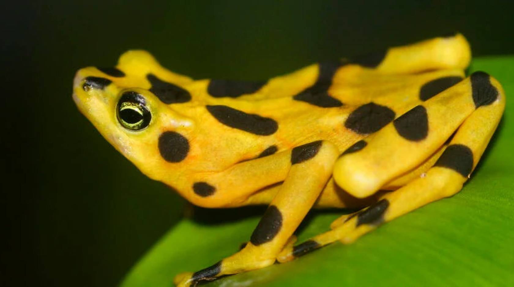 Panamanian golden frog, with black splotches and dots on its bright, shining yellow skin, sits on a leaf