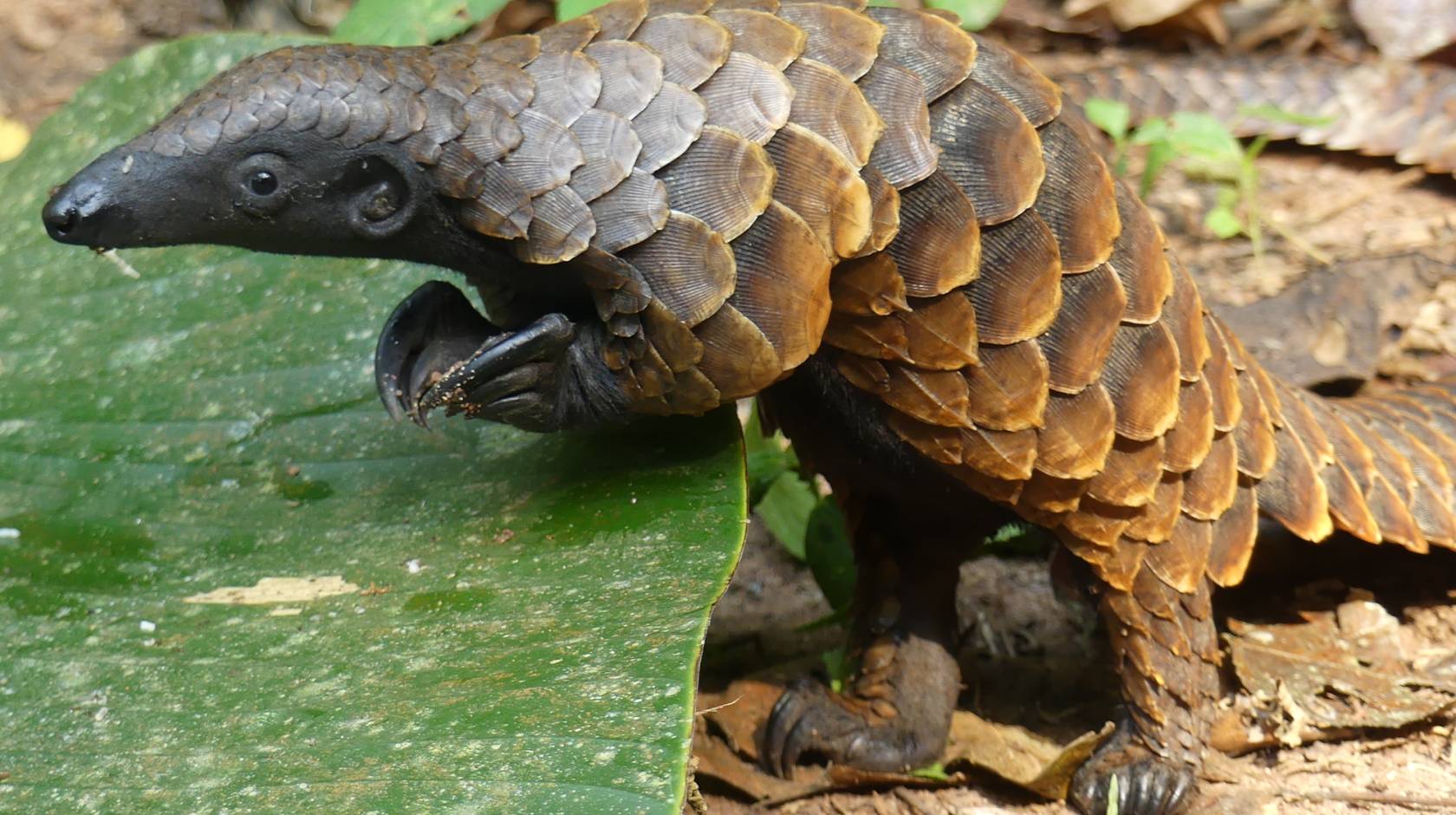 How genomic research could help save the white-bellied pangolin |  University of California